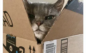 50 Cute And Funny Memes That Might Make You Want To Get A Cat