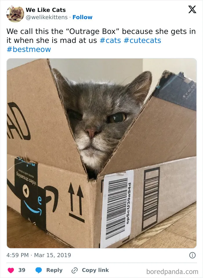 Cat Finds Solace In The 'Outrage Box' When Upset