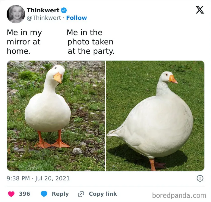 50 Top-Quality Bird Memes To Make You Grin Today, As Shared By This Facebook Page