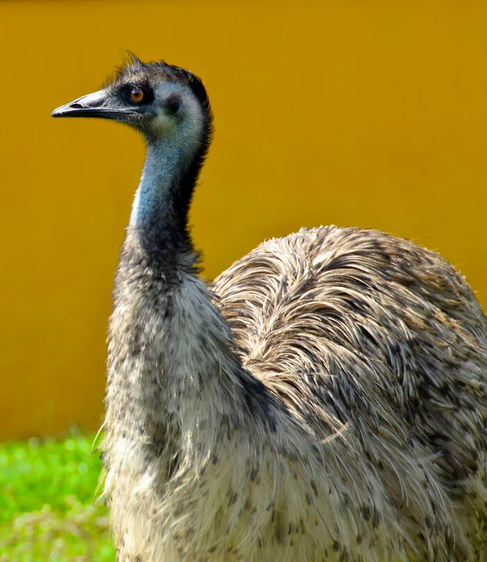 35 Fascinating Things About Australia That Shocked Visitors