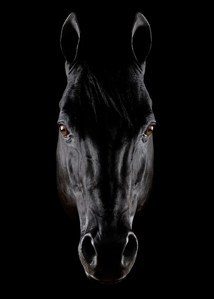 "Art Of The Horses" (Series) By Antonio Mendes Neto