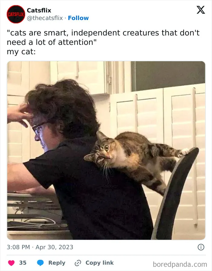 Cat-Memes