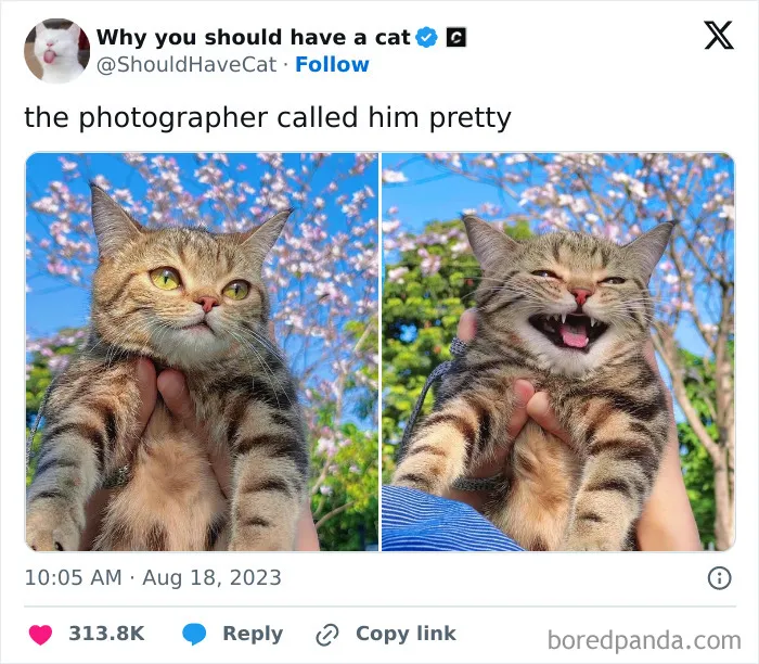 The Photographer Called Him Pretty - Cat's Adorable Reaction