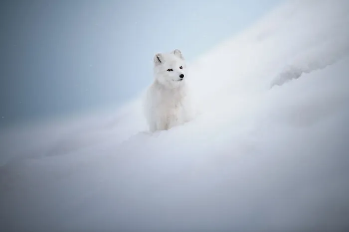 2nd Place Winner: "Footprints In The Snow" (Series) By Marcello Galleano