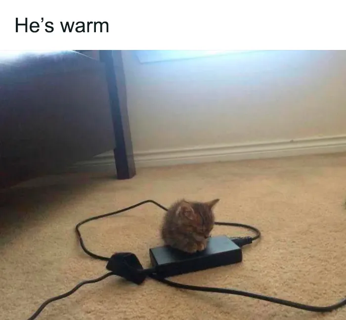 40 Funny And Cute Cats That Might Heal Your Depression, As Shared On This Instagram Page