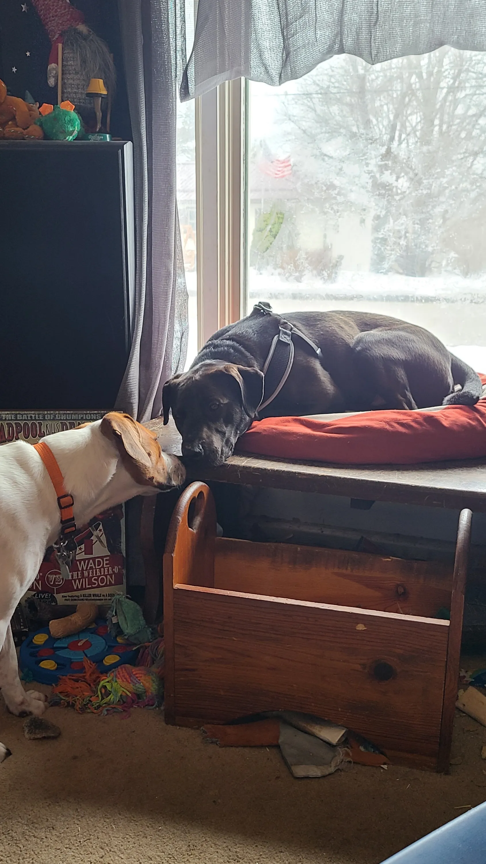 Show Off Your Animal Friends Please
