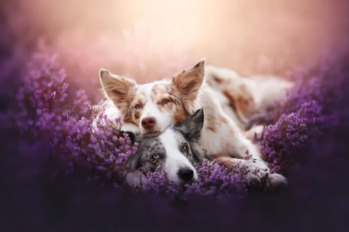 "Fluffy Pillow" By Veronika Šandorová