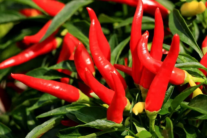 29 Pro Chefs Reveal Their “Secret Weapon” Ingredient Which Completely Changed The Way They Cook