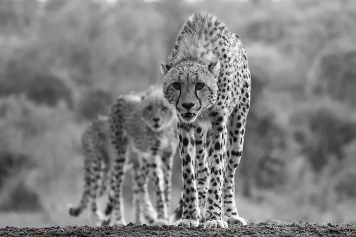 "Lovely Hunters" (Series) By Robin Scholte