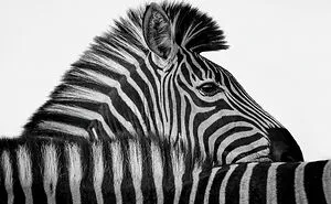 30 Captivating Wildlife Pictures From FAPA 2023 Winner And Nominee List