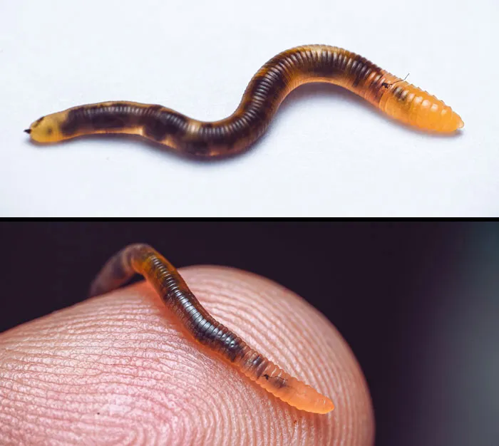 Forbidden Cola Gummy Worm