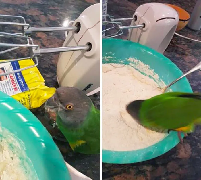 Vio que estaba haciendo tarta y...