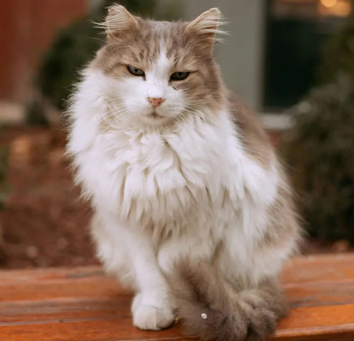 Ragamuffin