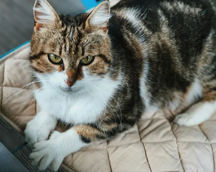 Manx Cat