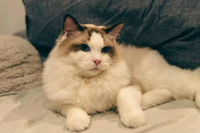 Ragdoll 