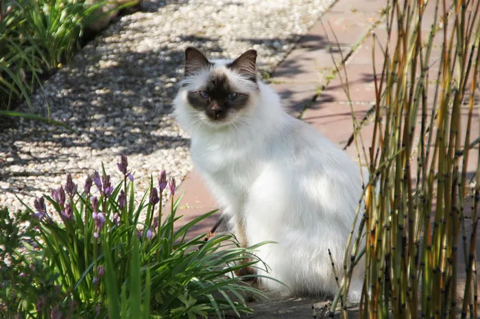 Birman 