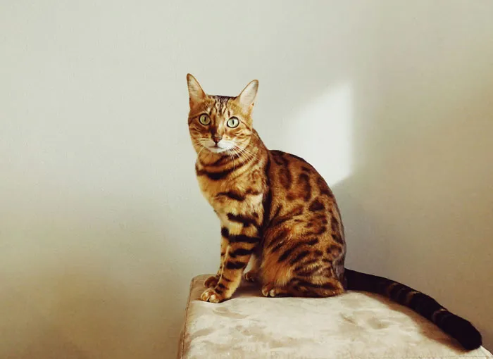 Bengal