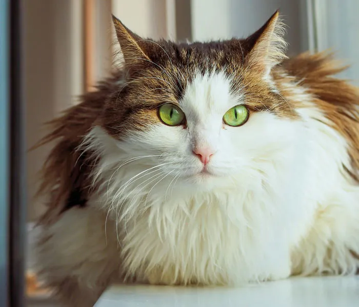 Norwegian Forest Cat