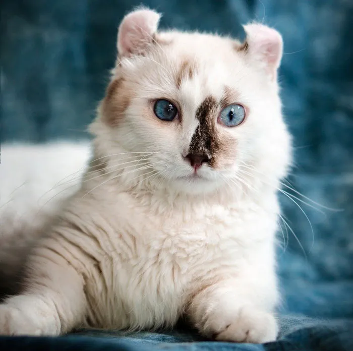 American Curl
