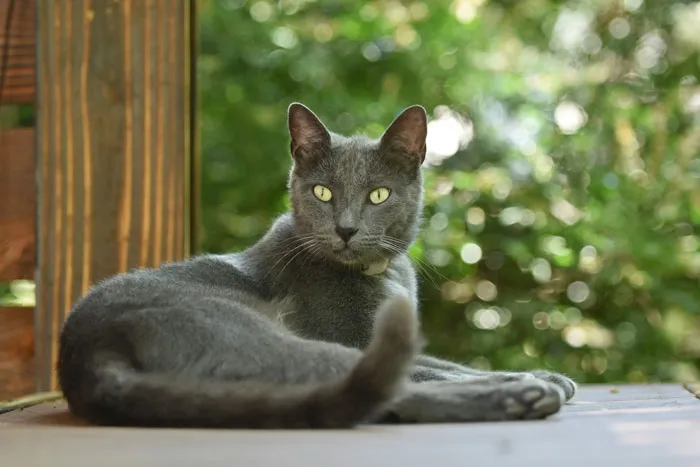 Russian Blue 