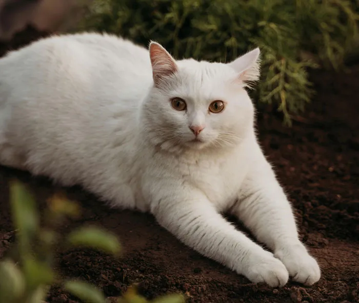 Turkish Angora