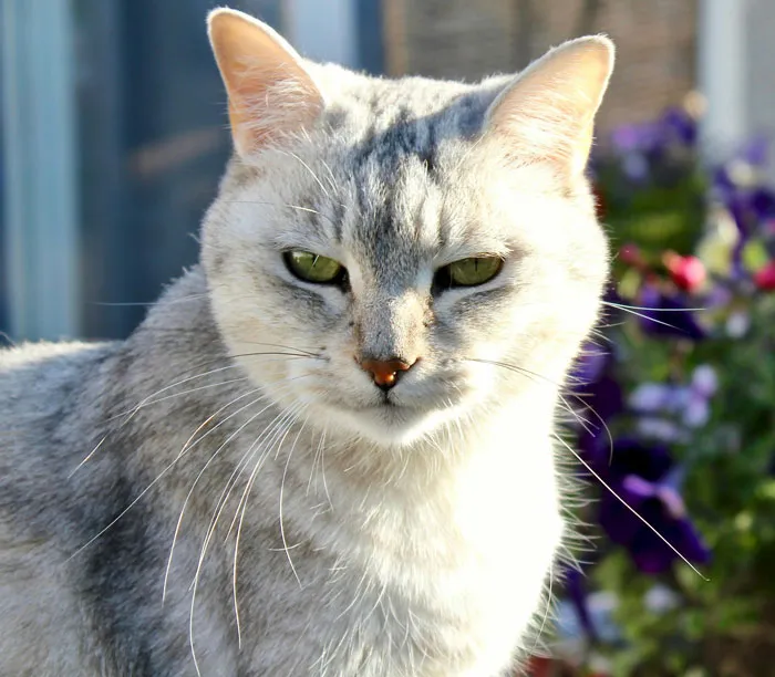 Burmilla