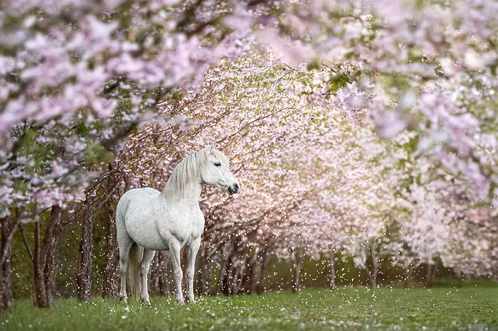 "Allegro" By Merlin Viir