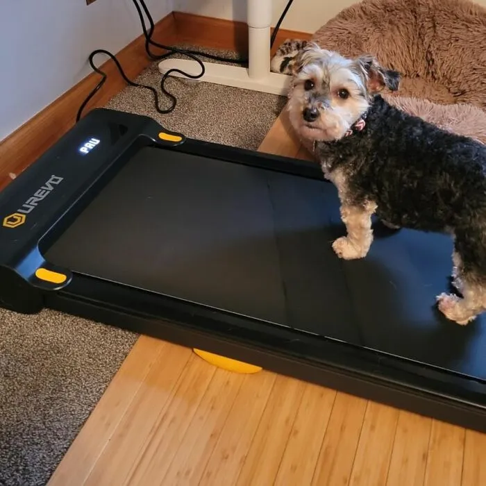 The Desk Whisperer: <span Style="Font:inherit;color:#d74b1f;"> Urevo’s Undercover Fitness Partner </Span>