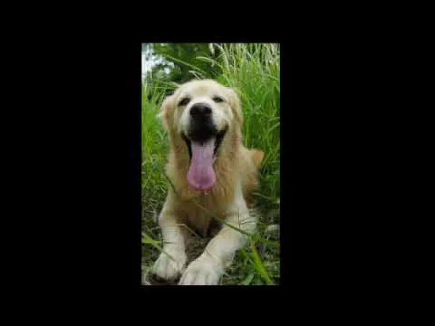 Sanny Golden Retriever Panting On A Cloudy Day