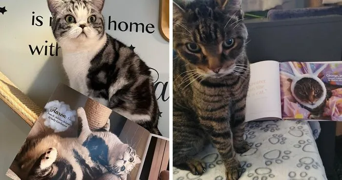 This Year's Worldwide Cat Photobook Winners, Showcased Alongside Their Winning Photos (20 Pics)