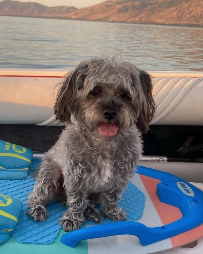 Doggo Livin His Best Life