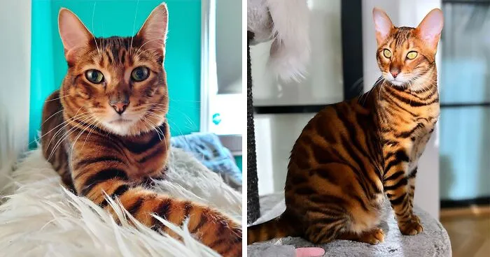 Toyger: Breed Overview And Proper Care