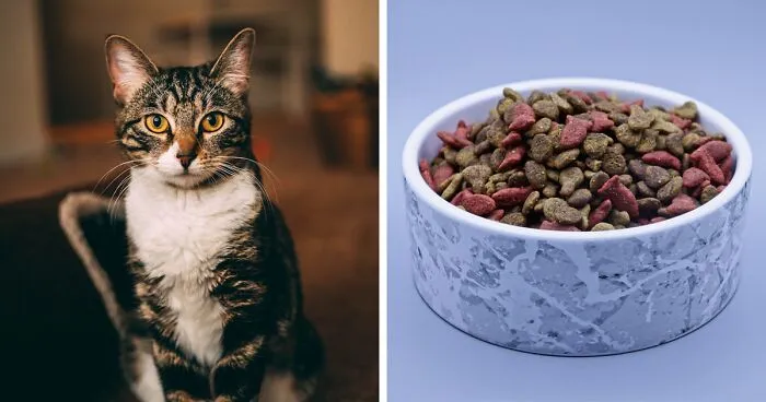 Why Do Cats Scratch Around Their Food?