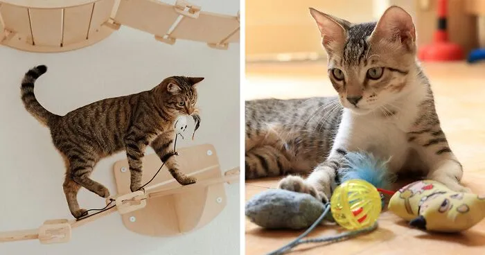 Why Does My Cat Bring Me Toys? 6 Reasons Behind Your Cat's Offerings
