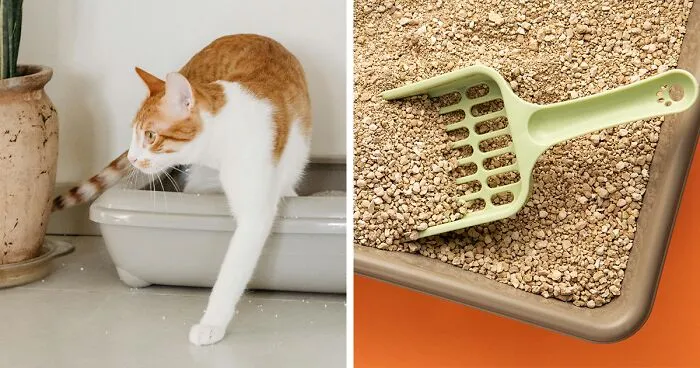 Why Does My Cat's Poop Smell So Bad? Tips To Eliminate The Odor