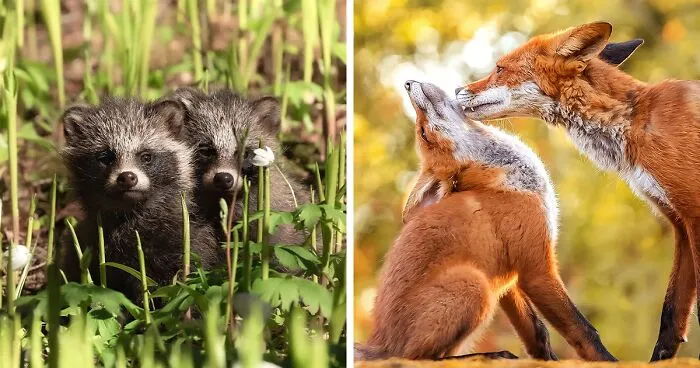 Finnish Photographer Takes Pictures Of Animals In Their Raw Moments (45 Pics)