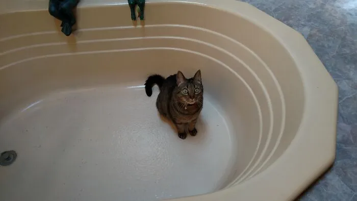 My Previous Cat, Zeke, Having An Existential Crisis In The Bath Tub.  I Miss You, You Little Curly Tailed Alien!