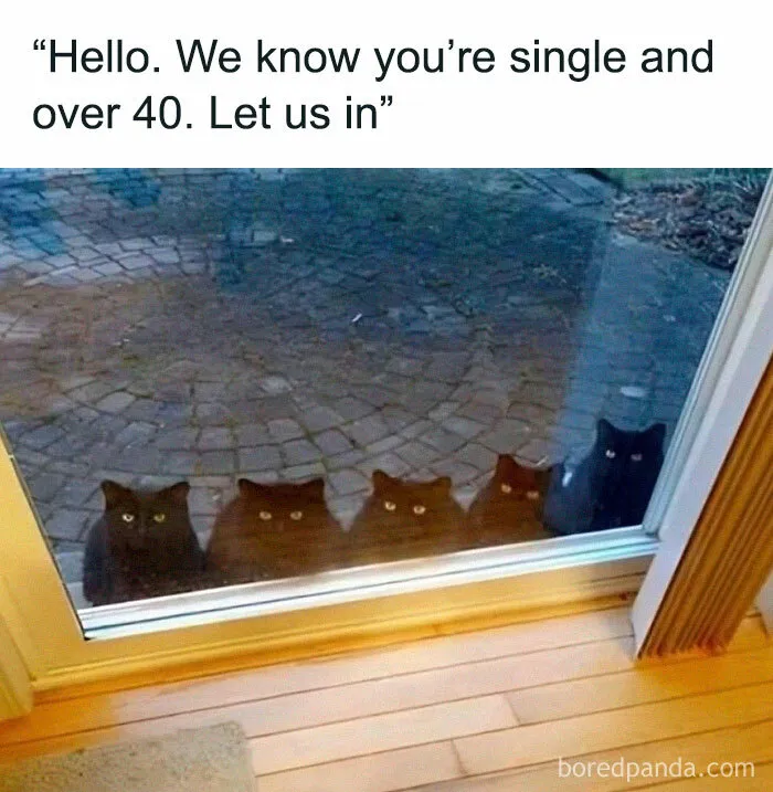 50 Fantastic ‘Cat Memes’ To Help You Get Through Hard Times