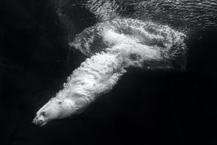 Diving
