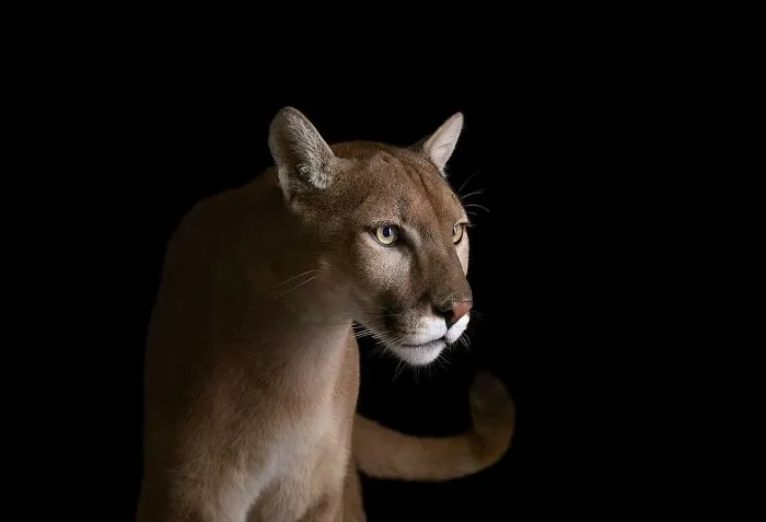 30 Captivating Studio Portraits Of Wild Animals Captured By Brad Wilson