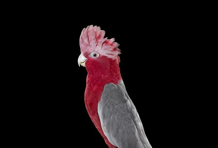 30 Captivating Studio Portraits Of Wild Animals Captured By Brad Wilson