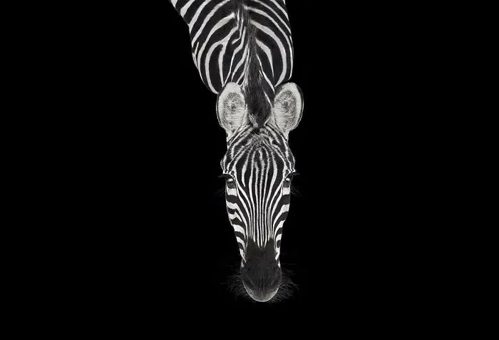 30 Captivating Studio Portraits Of Wild Animals Captured By Brad Wilson