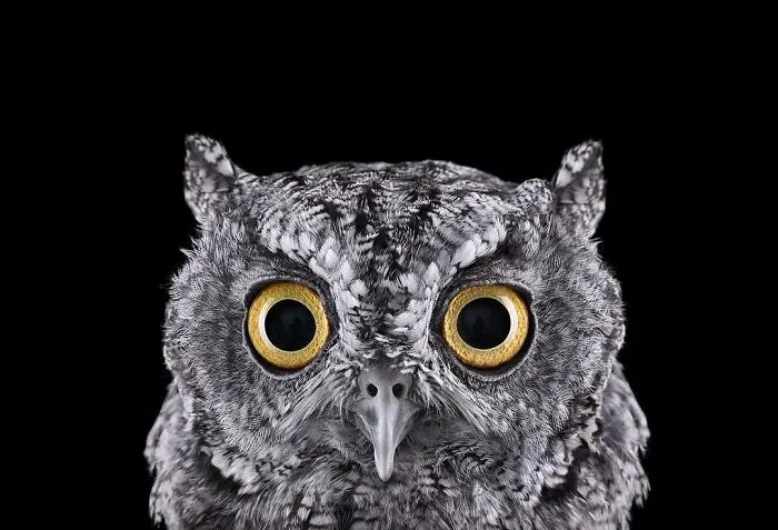 30 Captivating Studio Portraits Of Wild Animals Captured By Brad Wilson