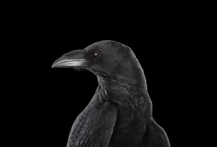 30 Captivating Studio Portraits Of Wild Animals Captured By Brad Wilson