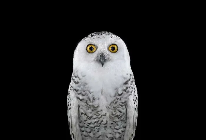 30 Captivating Studio Portraits Of Wild Animals Captured By Brad Wilson