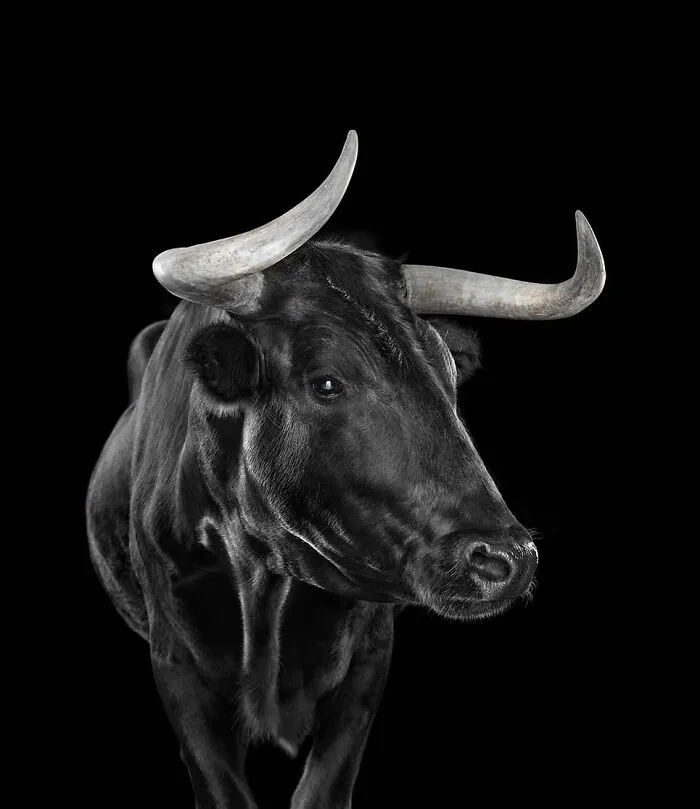 30 Captivating Studio Portraits Of Wild Animals Captured By Brad Wilson