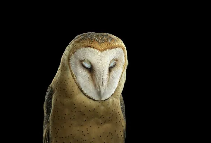30 Captivating Studio Portraits Of Wild Animals Captured By Brad Wilson