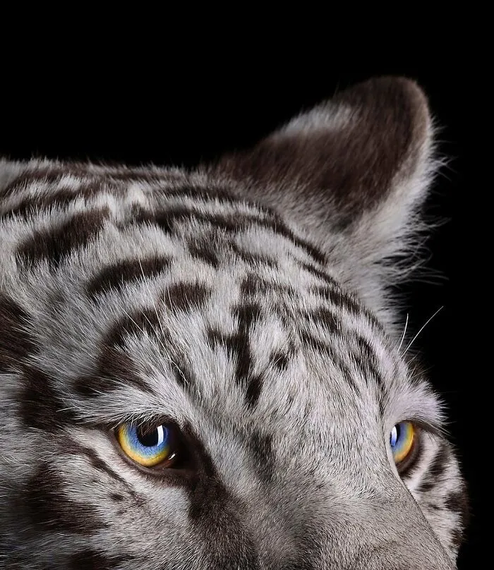 30 Captivating Studio Portraits Of Wild Animals Captured By Brad Wilson