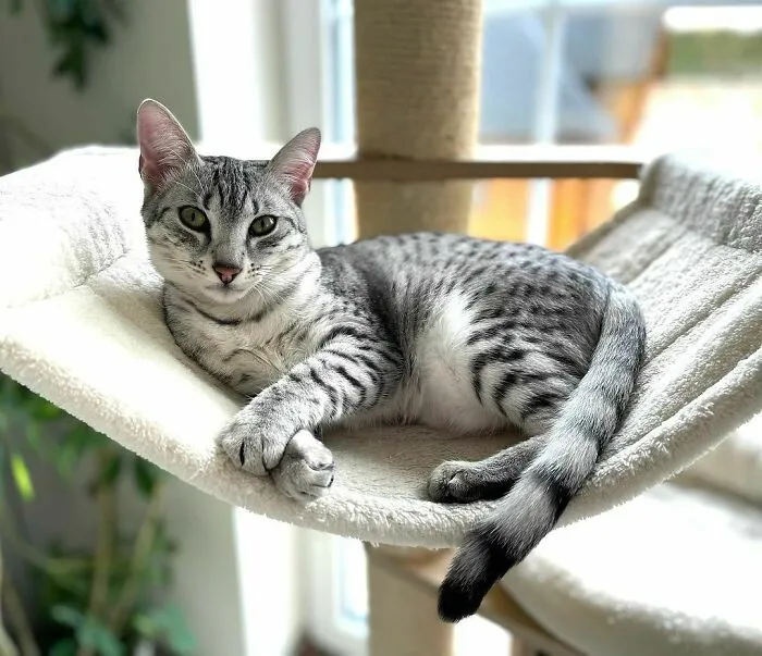 Egyptian Mau