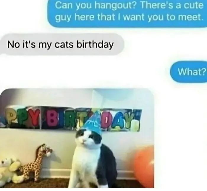 When Your Plans Clash With Your Cat's Special Day